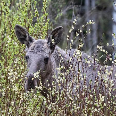 14 - Fulufjellets Nasjonalparker - Natur-, Dyre- Og Fugleopplevelser Trysil Buitenkant foto