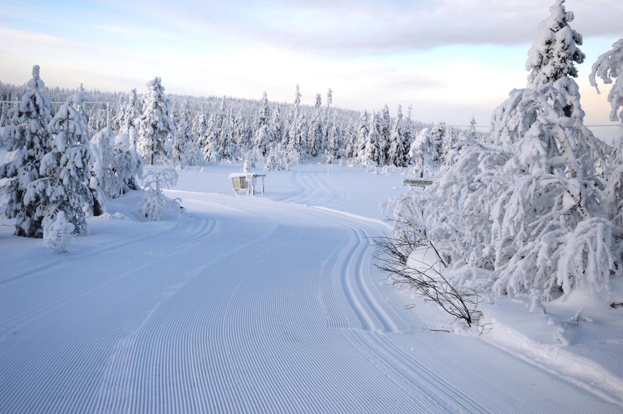 14 - Fulufjellets Nasjonalparker - Natur-, Dyre- Og Fugleopplevelser Trysil Buitenkant foto