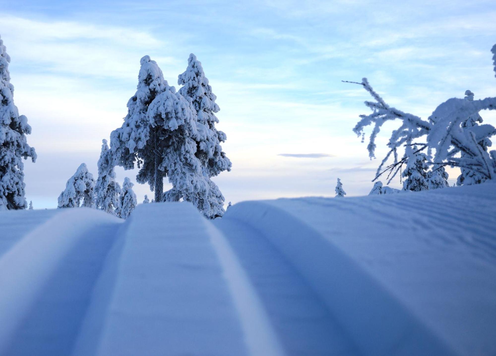 14 - Fulufjellets Nasjonalparker - Natur-, Dyre- Og Fugleopplevelser Trysil Buitenkant foto