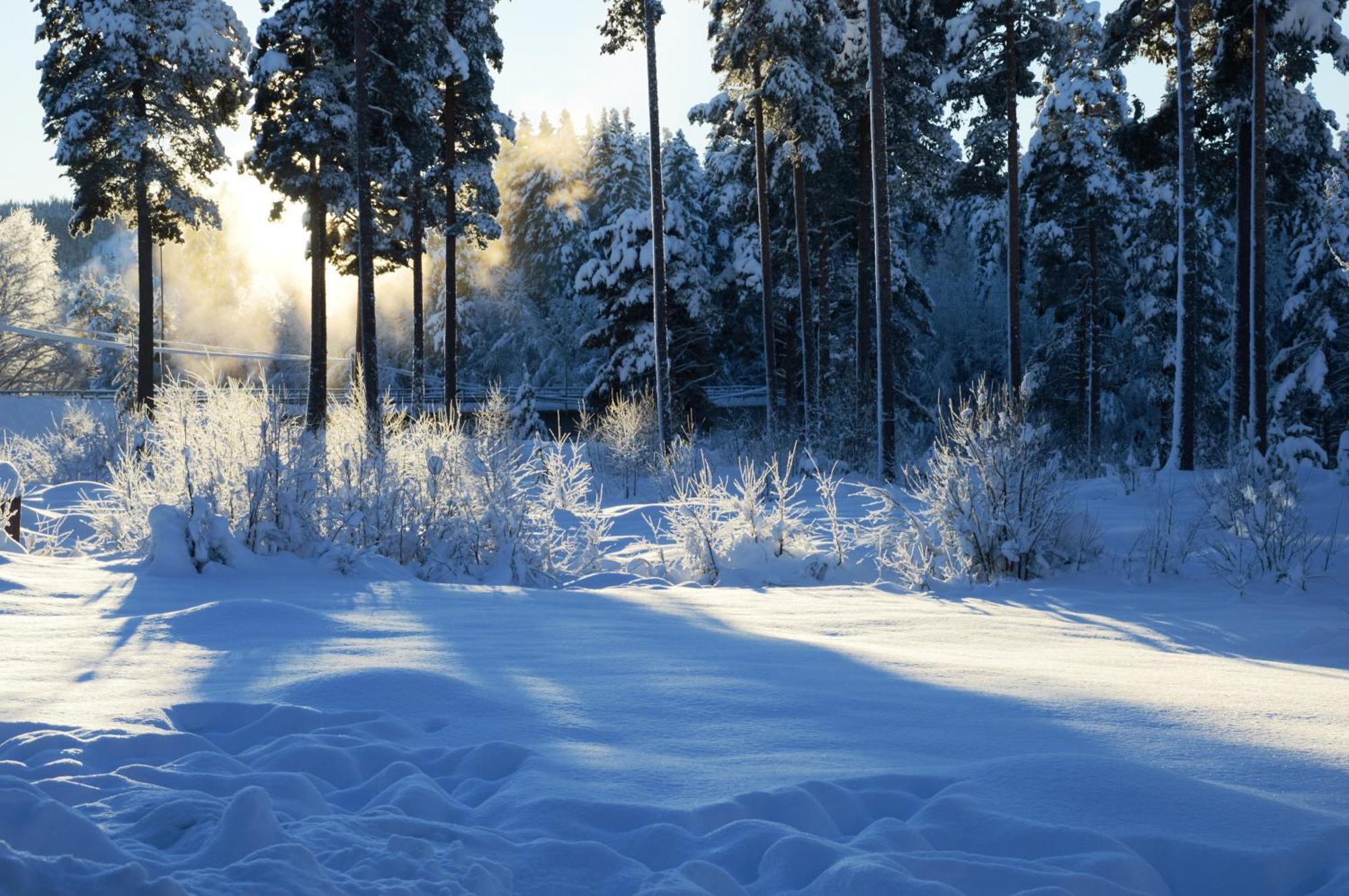 14 - Fulufjellets Nasjonalparker - Natur-, Dyre- Og Fugleopplevelser Trysil Buitenkant foto