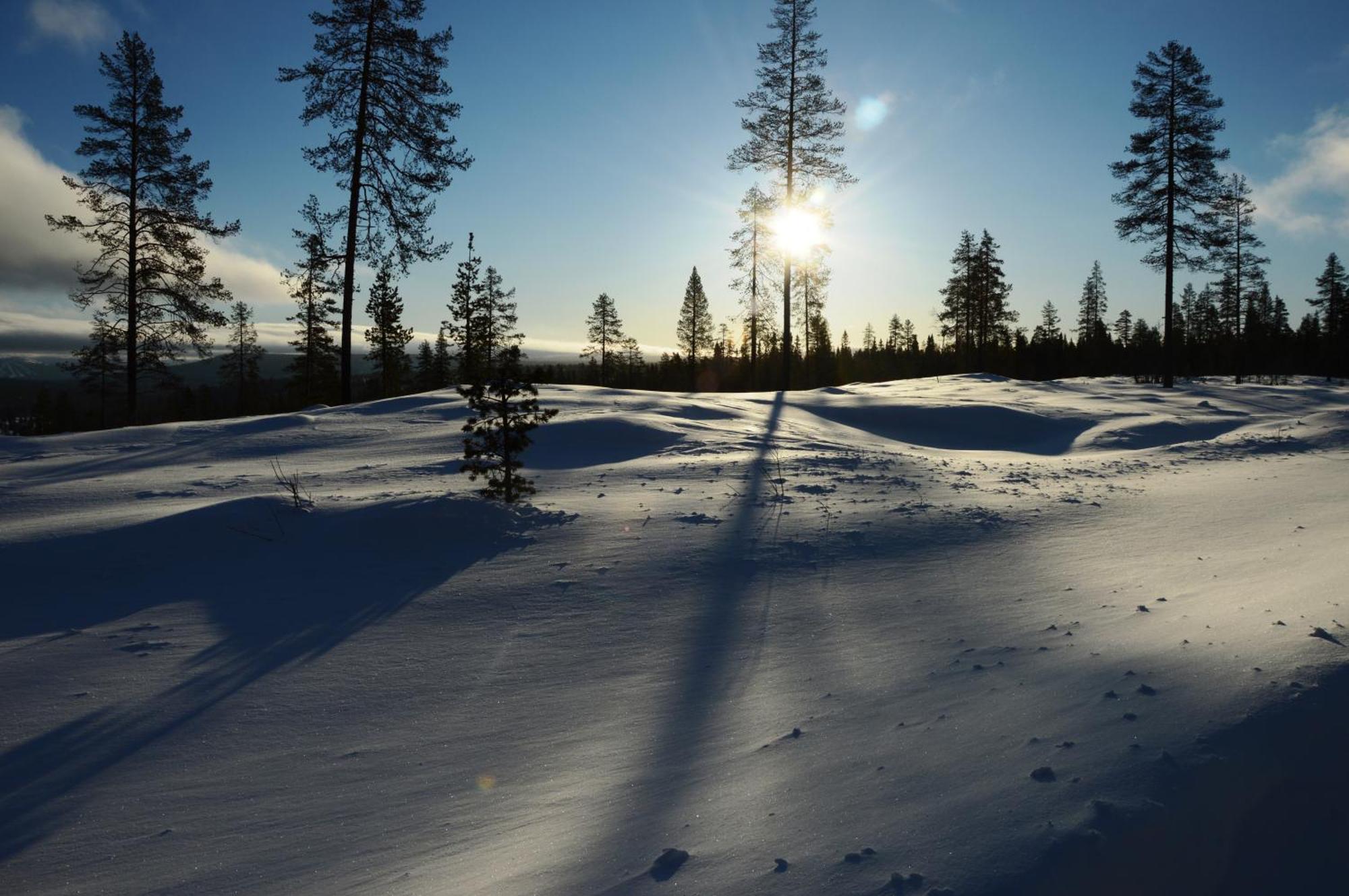 14 - Fulufjellets Nasjonalparker - Natur-, Dyre- Og Fugleopplevelser Trysil Buitenkant foto