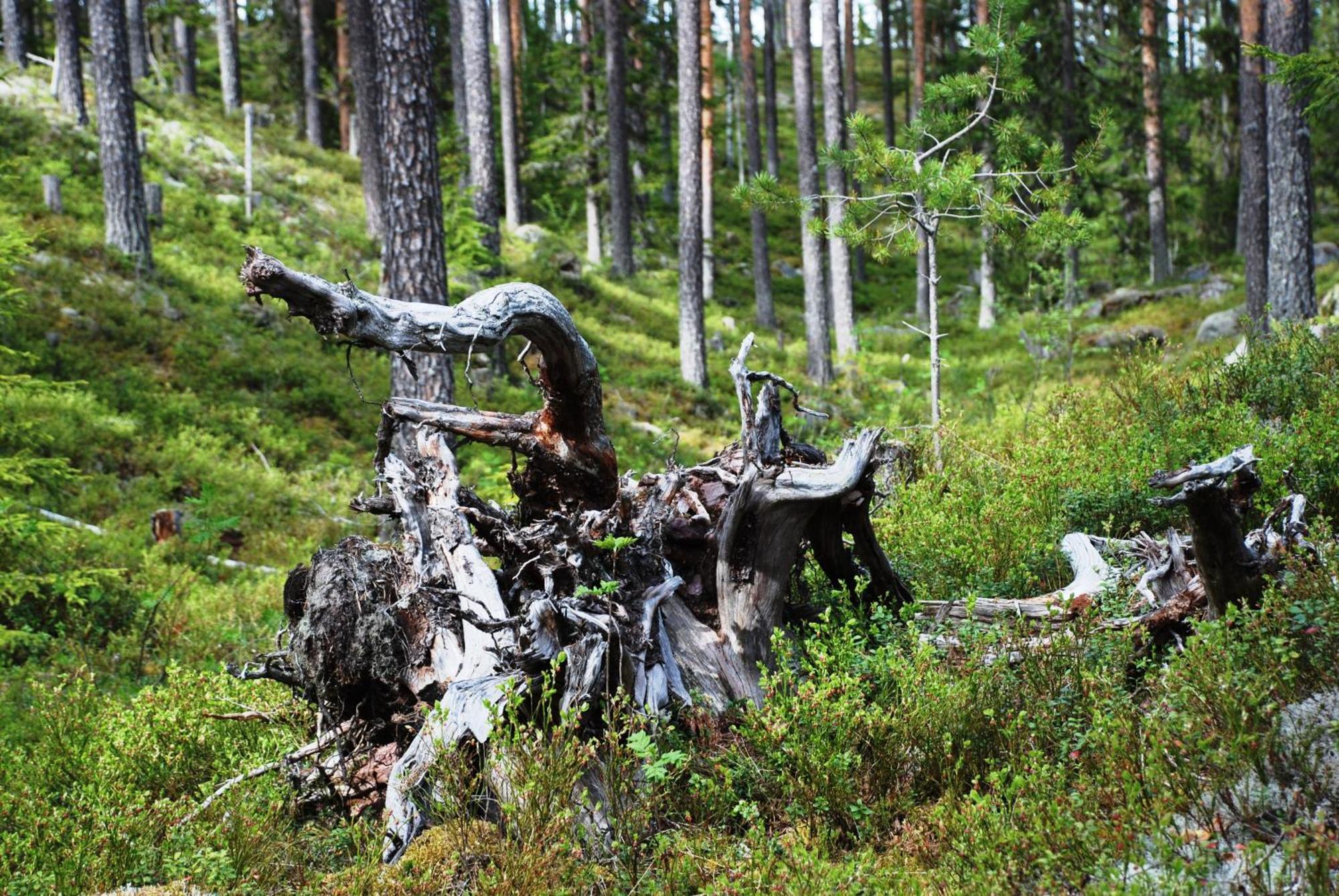 14 - Fulufjellets Nasjonalparker - Natur-, Dyre- Og Fugleopplevelser Trysil Buitenkant foto
