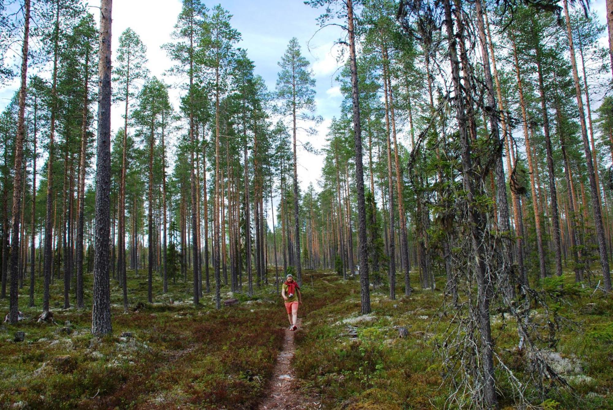 14 - Fulufjellets Nasjonalparker - Natur-, Dyre- Og Fugleopplevelser Trysil Buitenkant foto