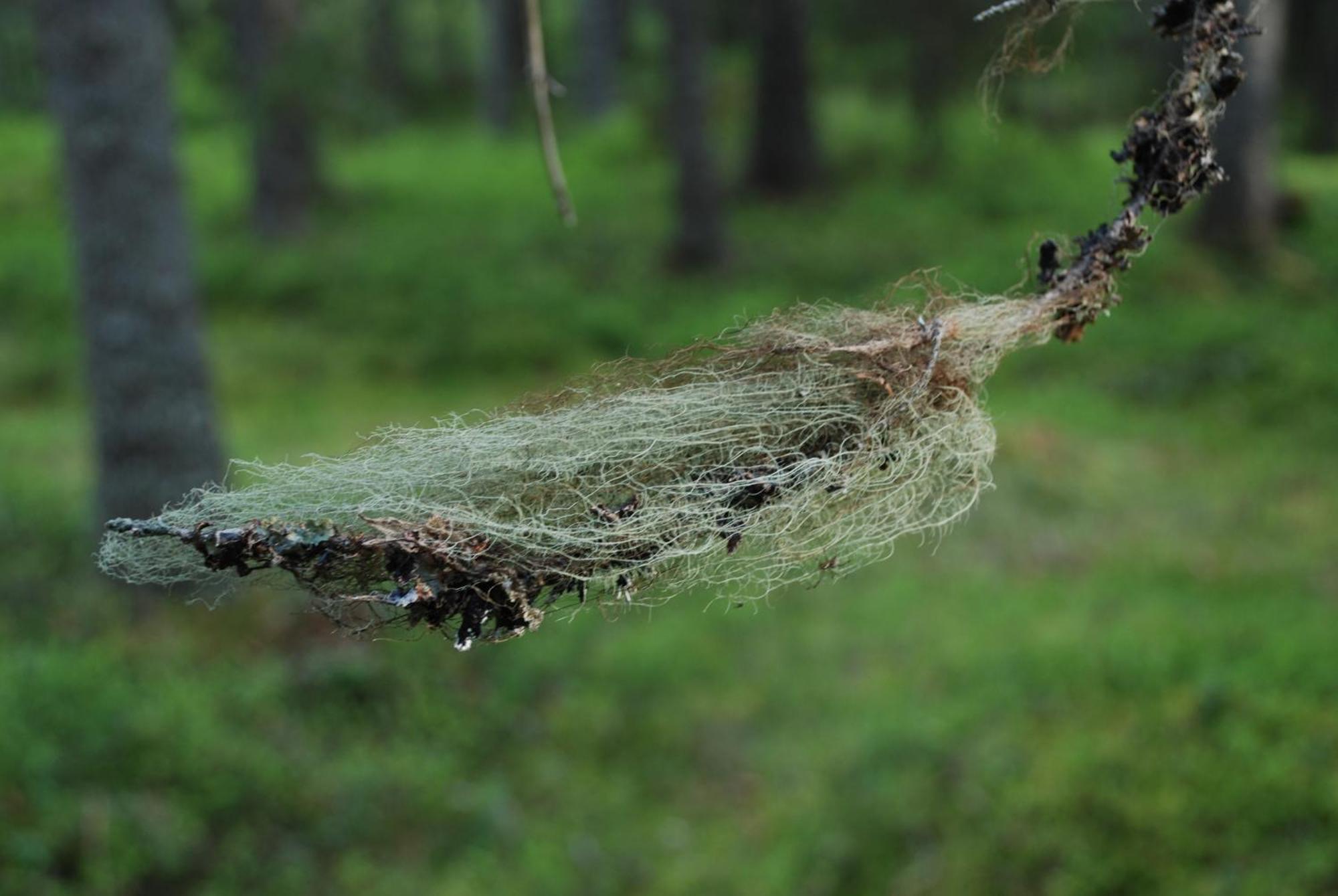 14 - Fulufjellets Nasjonalparker - Natur-, Dyre- Og Fugleopplevelser Trysil Buitenkant foto