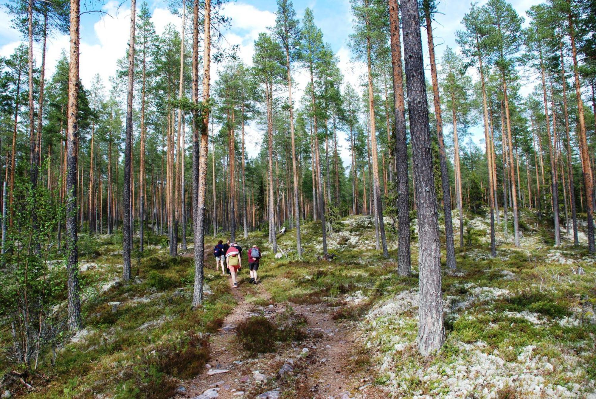 14 - Fulufjellets Nasjonalparker - Natur-, Dyre- Og Fugleopplevelser Trysil Buitenkant foto