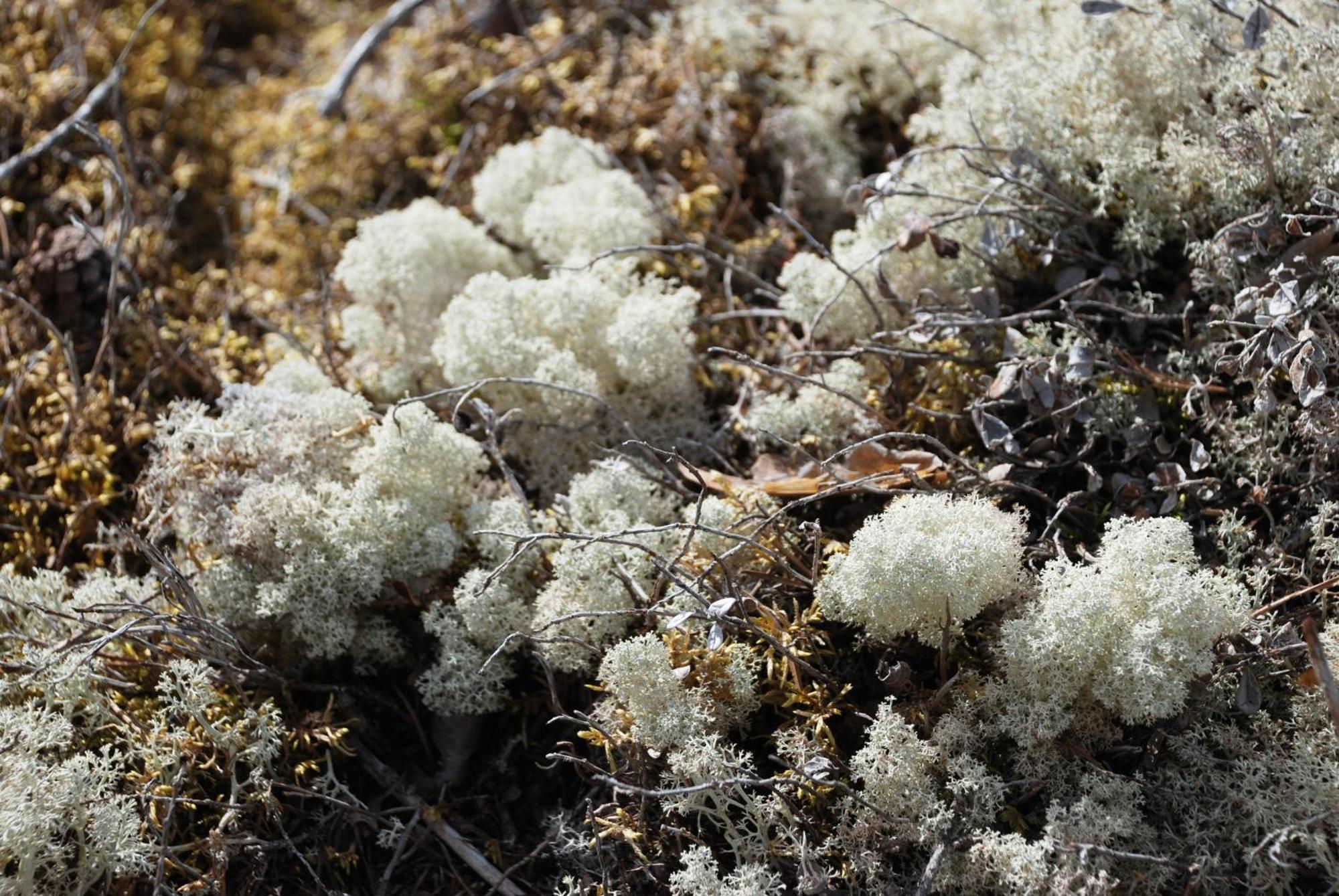 14 - Fulufjellets Nasjonalparker - Natur-, Dyre- Og Fugleopplevelser Trysil Buitenkant foto
