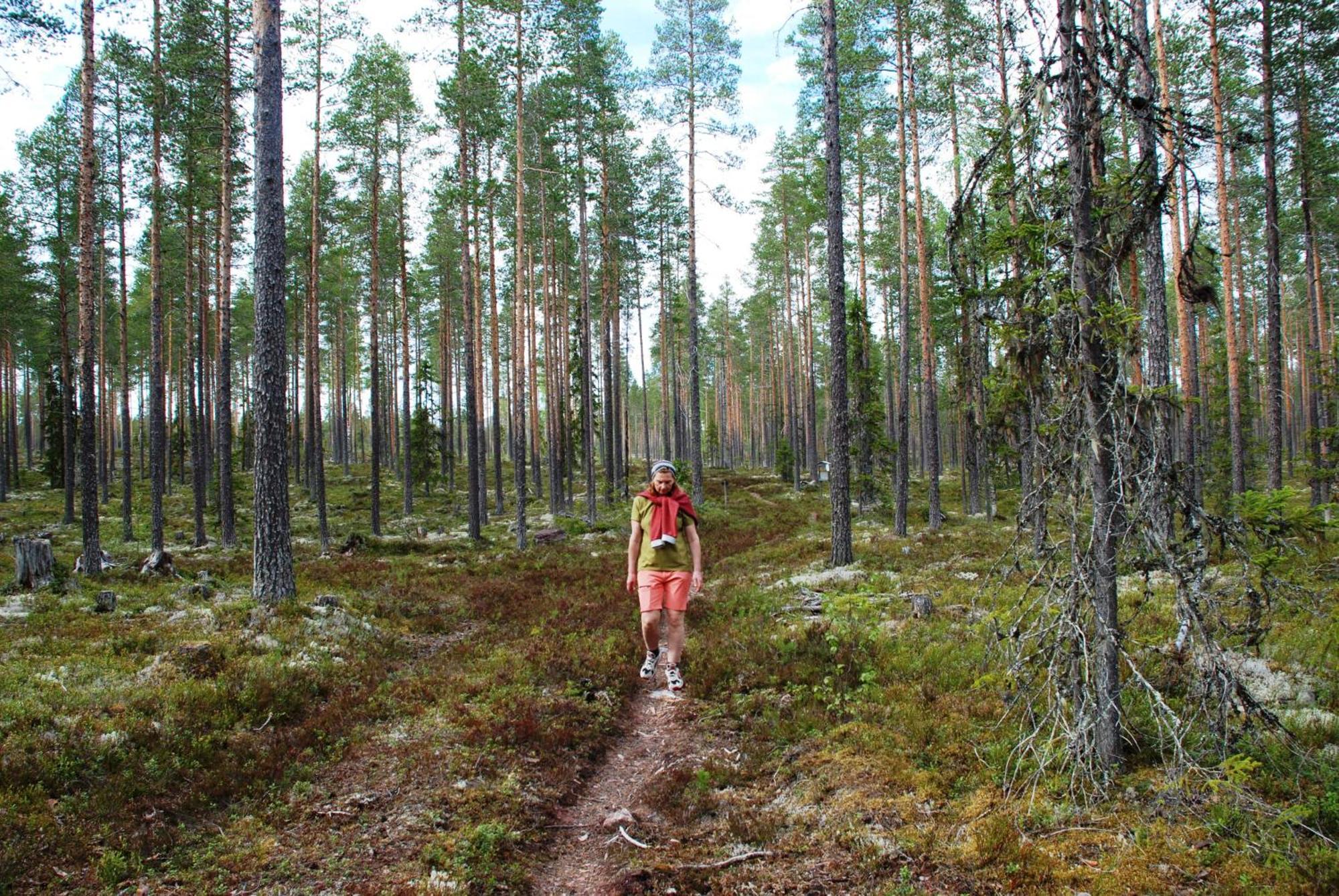 14 - Fulufjellets Nasjonalparker - Natur-, Dyre- Og Fugleopplevelser Trysil Buitenkant foto
