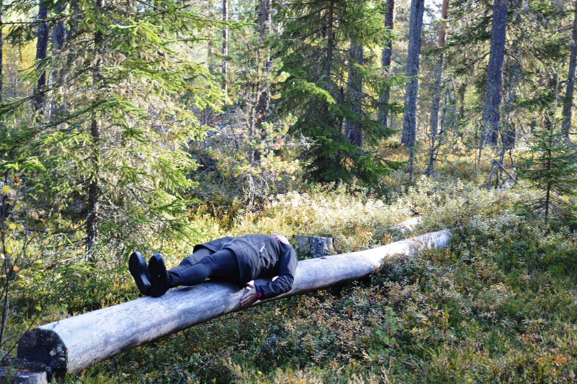 14 - Fulufjellets Nasjonalparker - Natur-, Dyre- Og Fugleopplevelser Trysil Buitenkant foto