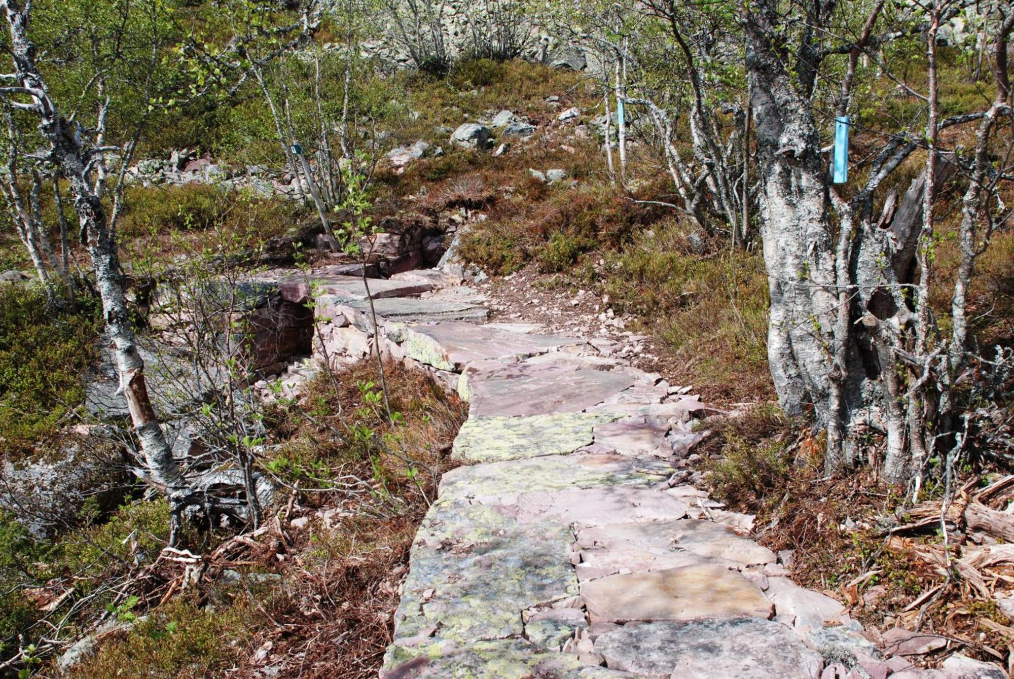 14 - Fulufjellets Nasjonalparker - Natur-, Dyre- Og Fugleopplevelser Trysil Buitenkant foto