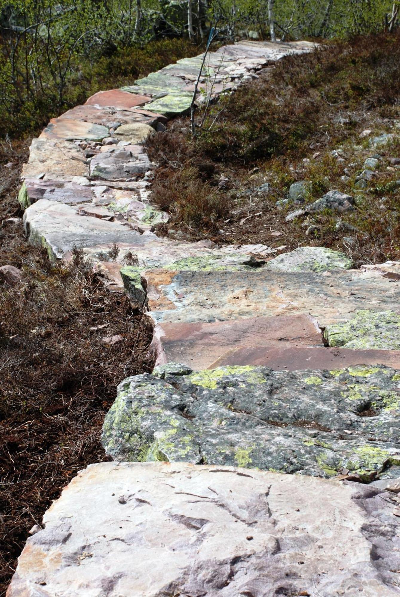 14 - Fulufjellets Nasjonalparker - Natur-, Dyre- Og Fugleopplevelser Trysil Buitenkant foto