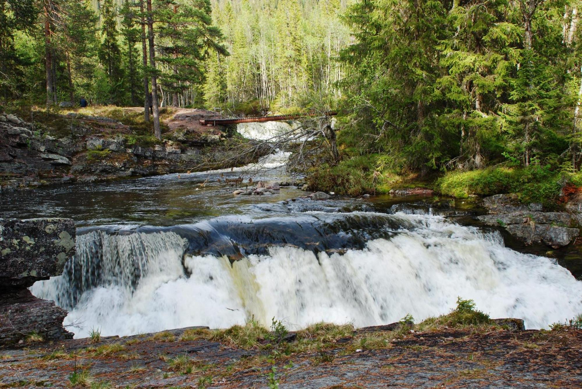 14 - Fulufjellets Nasjonalparker - Natur-, Dyre- Og Fugleopplevelser Trysil Buitenkant foto