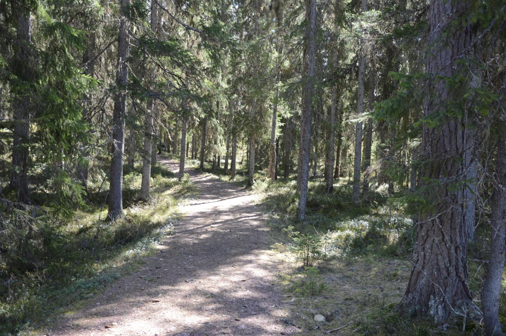 14 - Fulufjellets Nasjonalparker - Natur-, Dyre- Og Fugleopplevelser Trysil Buitenkant foto