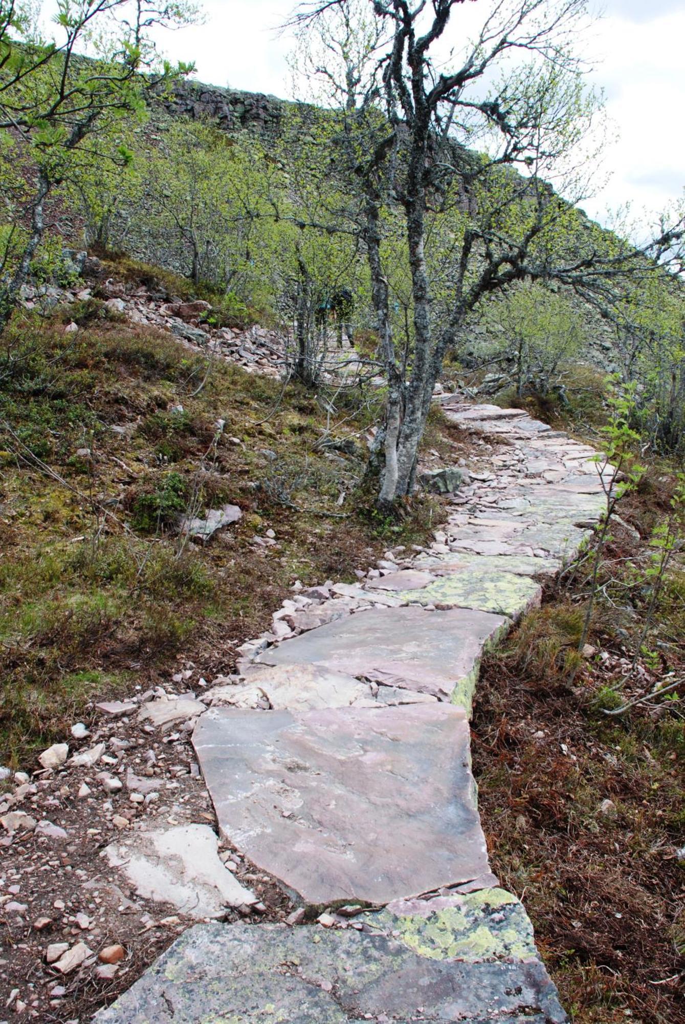 14 - Fulufjellets Nasjonalparker - Natur-, Dyre- Og Fugleopplevelser Trysil Buitenkant foto