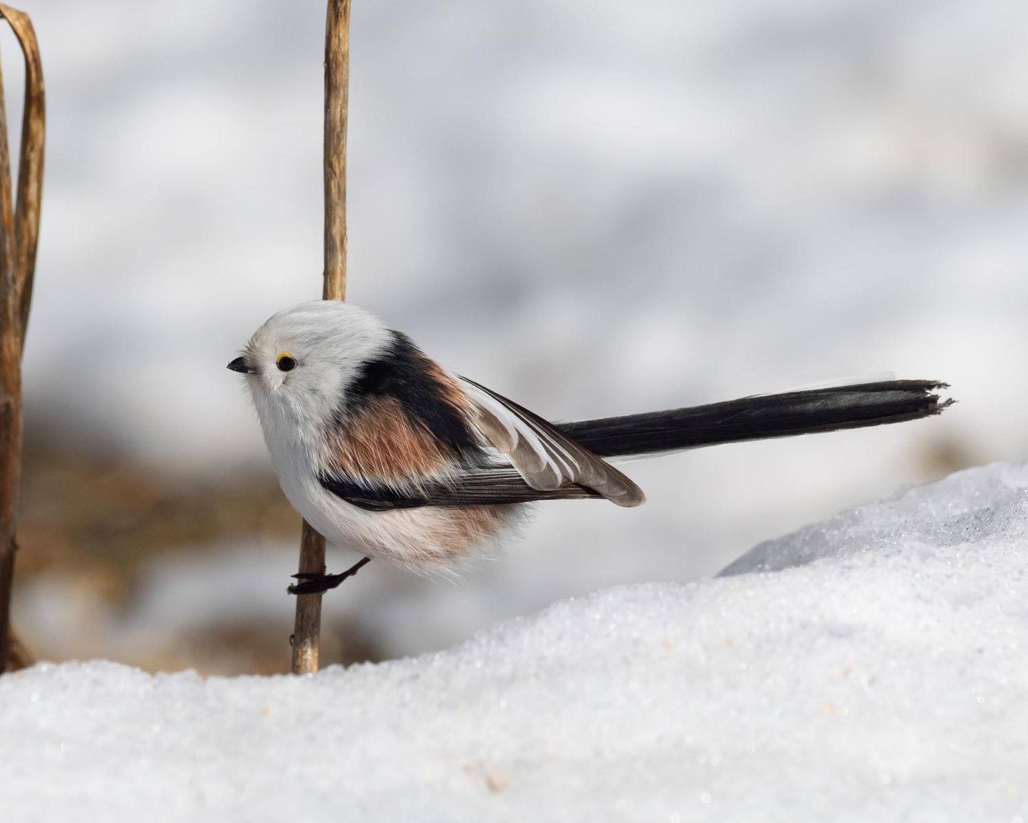 14 - Fulufjellets Nasjonalparker - Natur-, Dyre- Og Fugleopplevelser Trysil Buitenkant foto