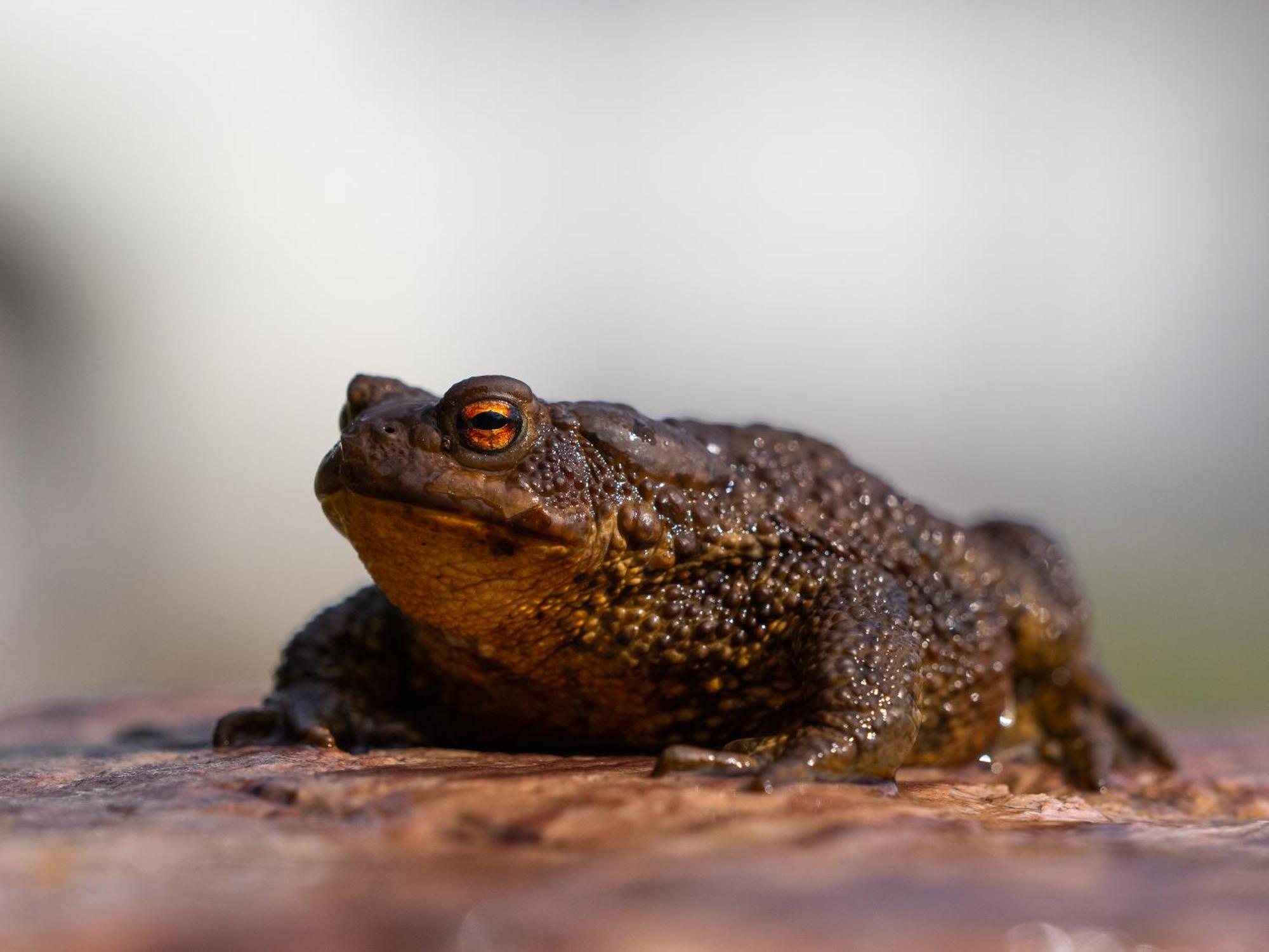 14 - Fulufjellets Nasjonalparker - Natur-, Dyre- Og Fugleopplevelser Trysil Buitenkant foto