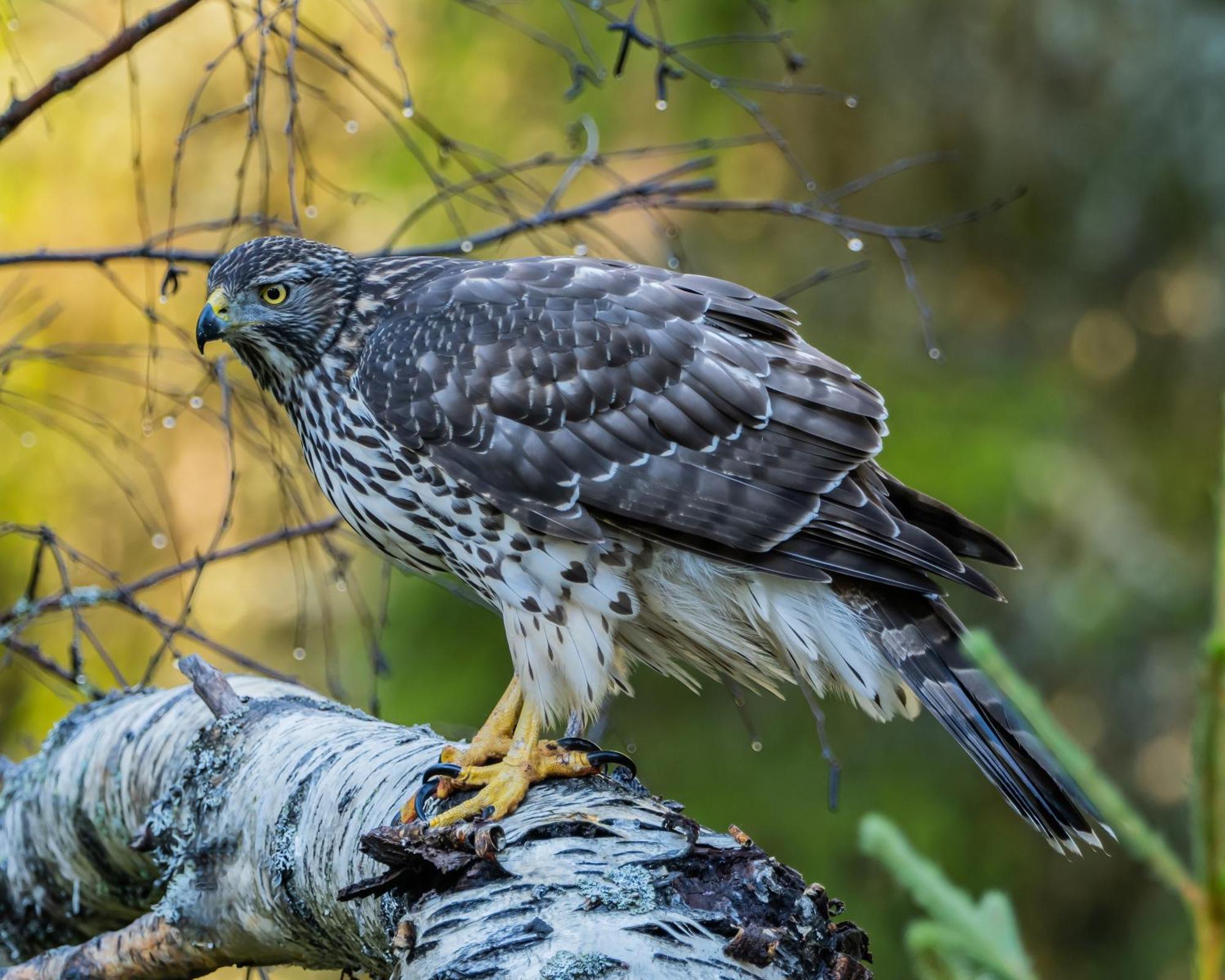 14 - Fulufjellets Nasjonalparker - Natur-, Dyre- Og Fugleopplevelser Trysil Buitenkant foto