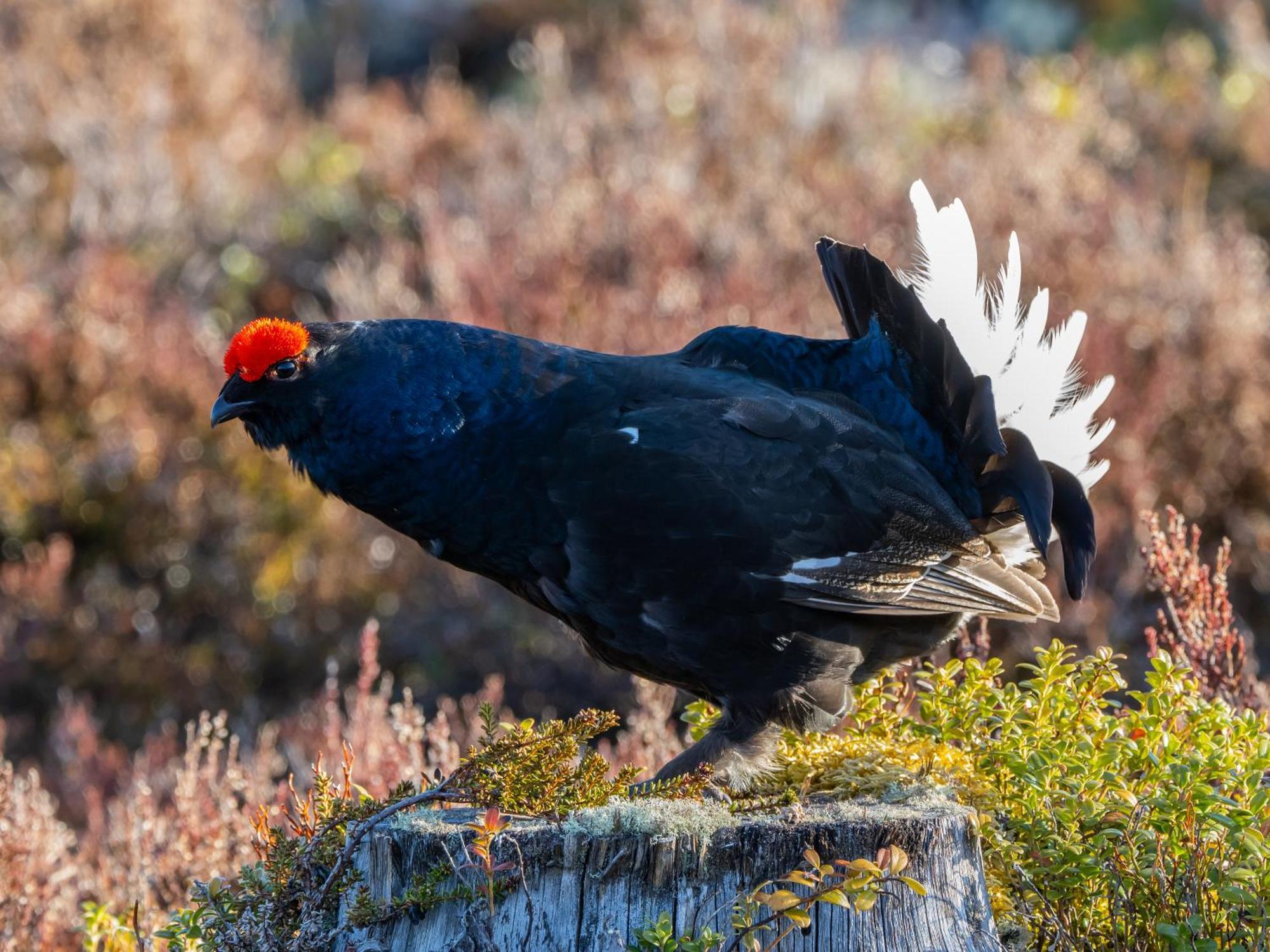 14 - Fulufjellets Nasjonalparker - Natur-, Dyre- Og Fugleopplevelser Trysil Buitenkant foto